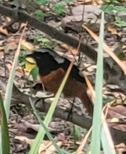 Daurian Redstart