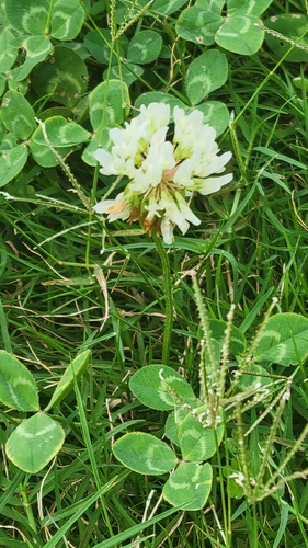 white clover