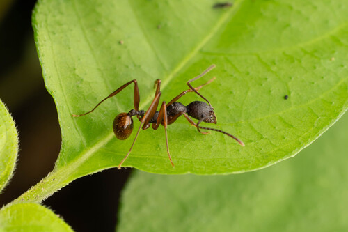 小刺盘腹蚁Aphaenogaster incurviclypea