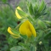Downy Restharrow - Photo (c) הילה לוטן, all rights reserved, uploaded by הילה לוטן