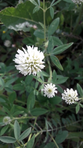 Vavilov's clover (Trifolium vavilovii)