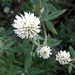 Trifolium vavilovii - Photo (c) הילה לוטן, kaikki oikeudet pidätetään, lähettänyt הילה לוטן