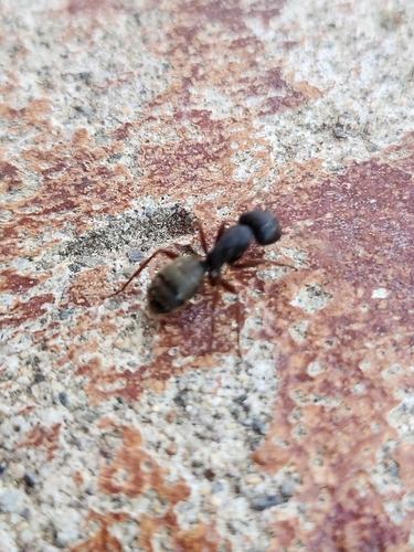 iNaturalist observation photo of Carpenter Ants, Typical Sugar Ants and Allies