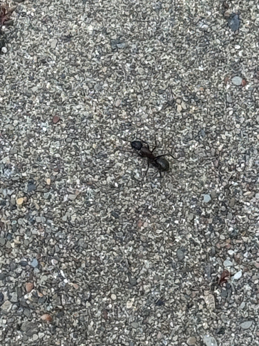 iNaturalist observation photo of Bicolored Carpenter Ant