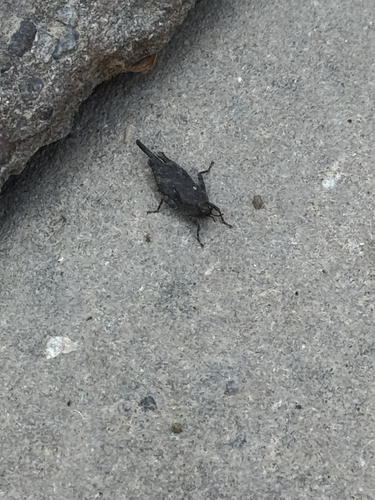 Aztec Pygmy Grasshopper