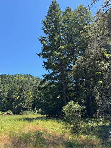 iNaturalist observation photo of conifers
