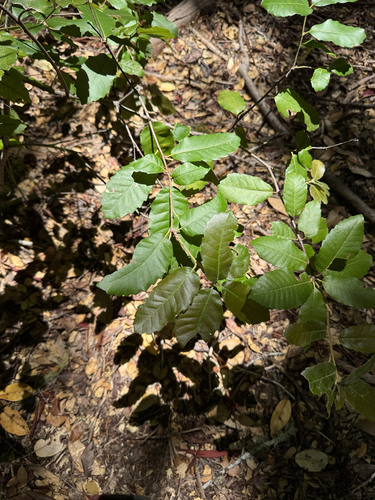 iNaturalist observation photo of Tanoak