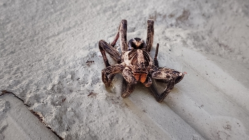 Lycosa erythrognatha