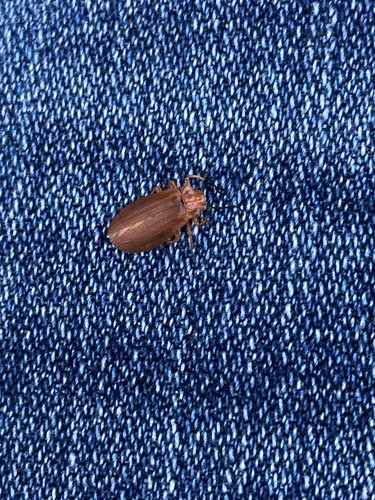 Lycus fernandezi