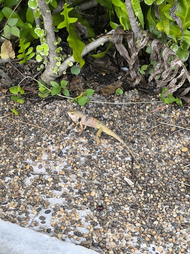 Thai Garden Lizard