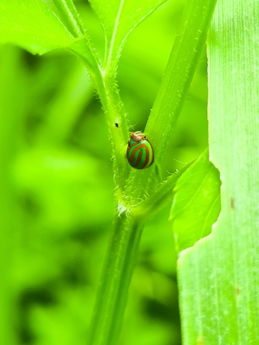 Hemisphaerius interclusus