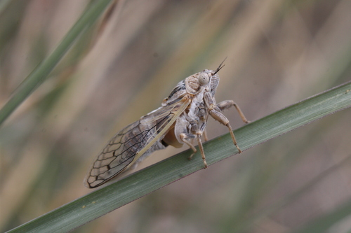 Aridland Cicada