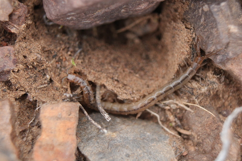 Arthrorhabdus pygmaeus