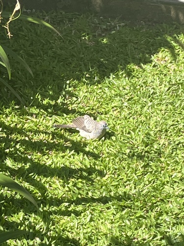 Zebra Dove