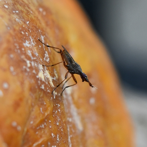 Longhorn Cactus Fly
