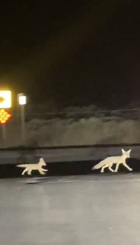 Kit Fox