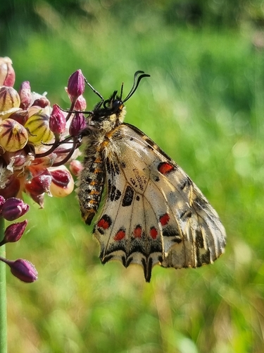 Eastern Festoon