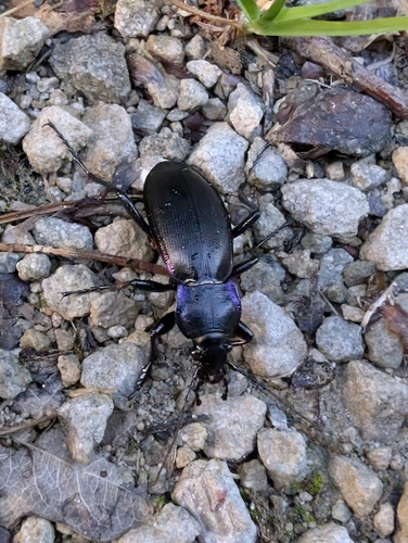 Carabus purpurascens