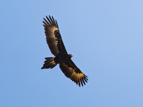 Mainland Wedge-tailed Eagle