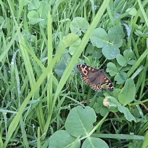 Meadow Argus