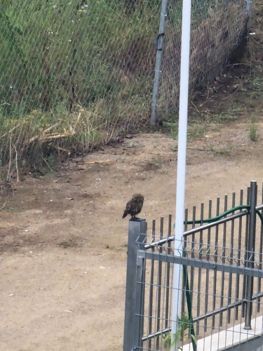 Little Owl