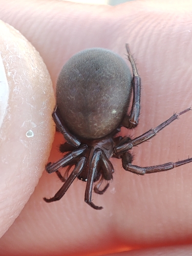 European Water Spider