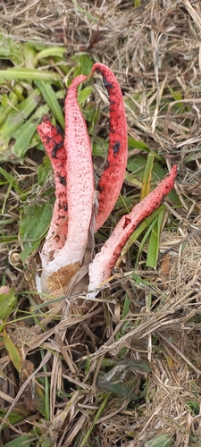 devil's-fingers
