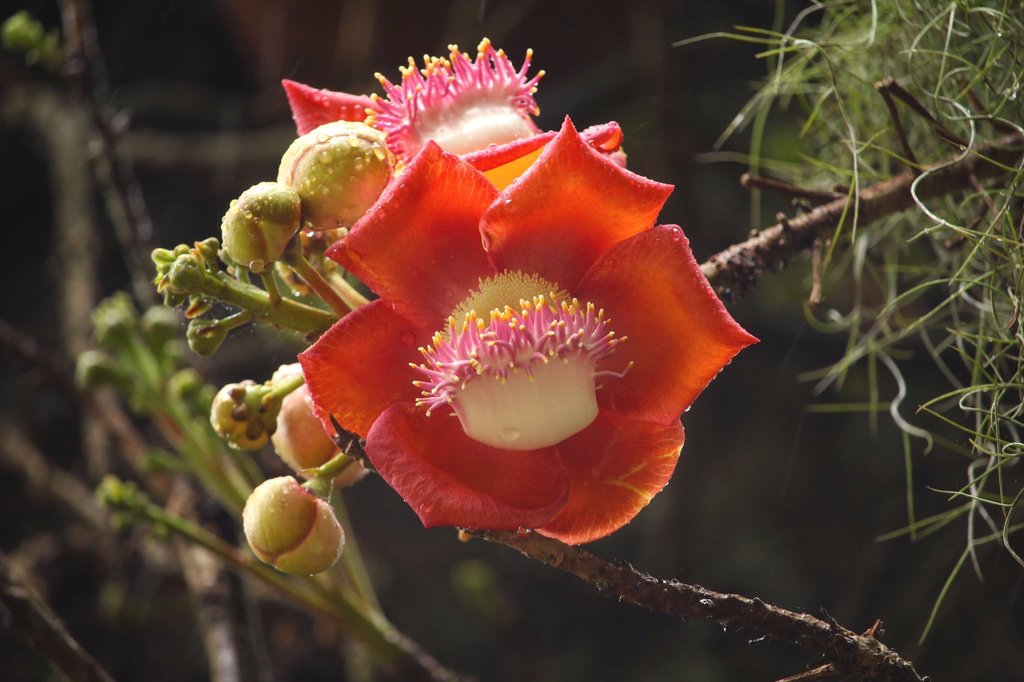 Cây Sa la (Couroupita guianensis)