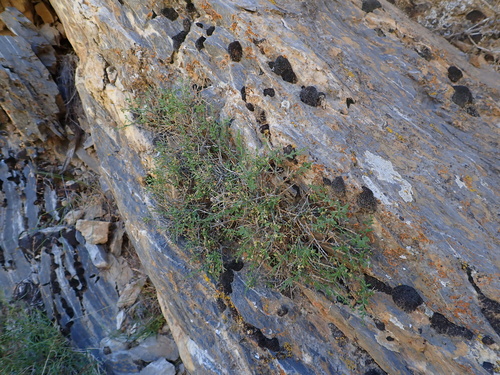 nevada greasebush