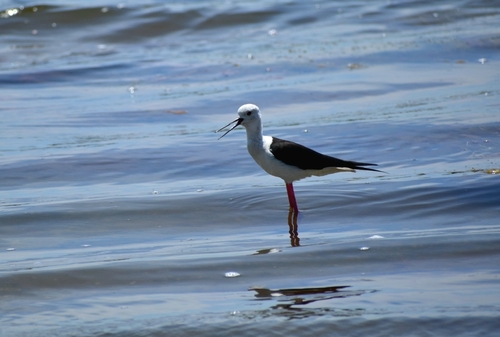 Black-winged Stilt