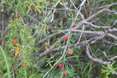 Slimlobe Globeberry