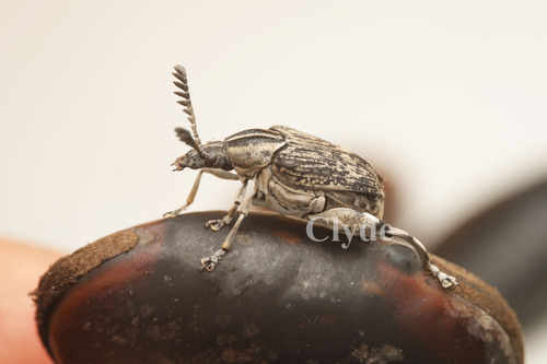 Caryopemon giganteus