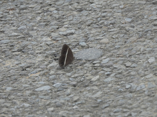 Smooth-eyed Bushbrown