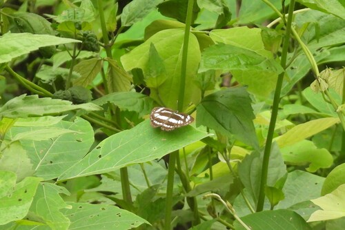 Common Sailer