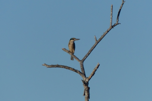 Sacred Kingfisher
