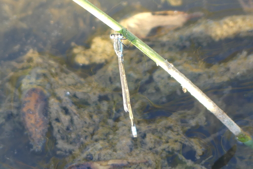 Australian Bluetail