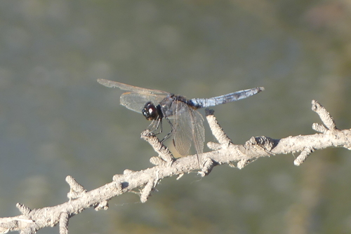 Black-headed Skimmer