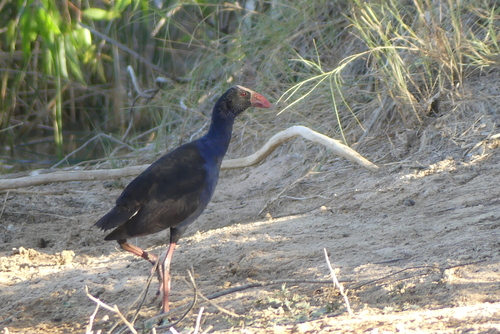 Australasian Swamphen