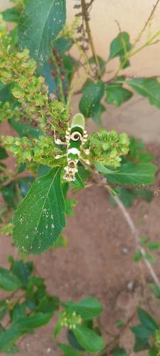 Common Spiny Flower Mantis