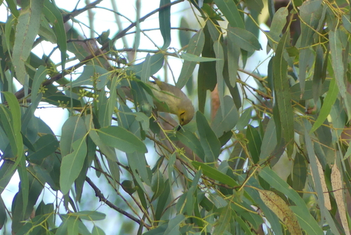 Yellow-tinted Honeyeater