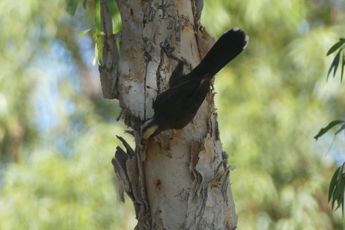 Gray-crowned Babbler