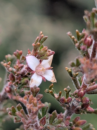 Sticky Boronia