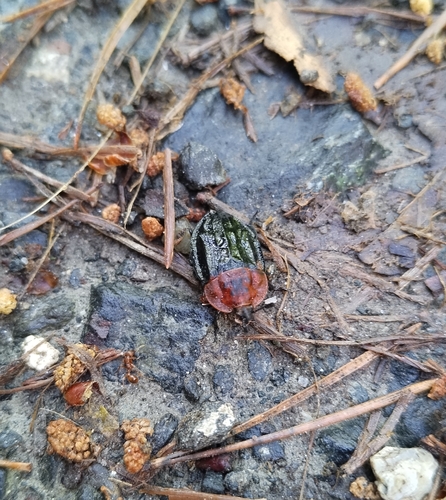 Red-breasted Carrion Beetle