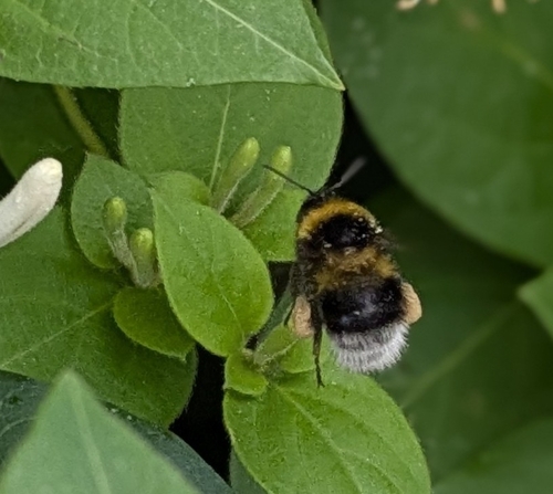 Garden Bumble Bee