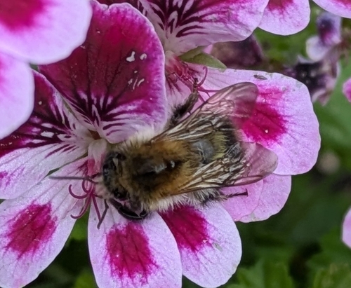 Common Carder Bumble Bee