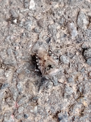 Mottled Stink Bug