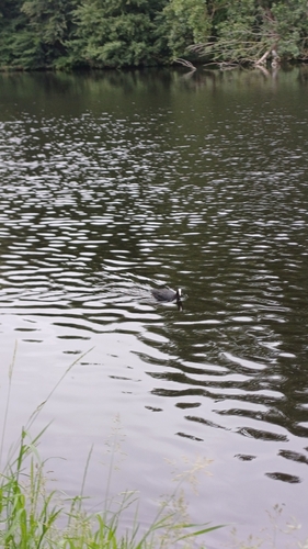 Eurasian Coot
