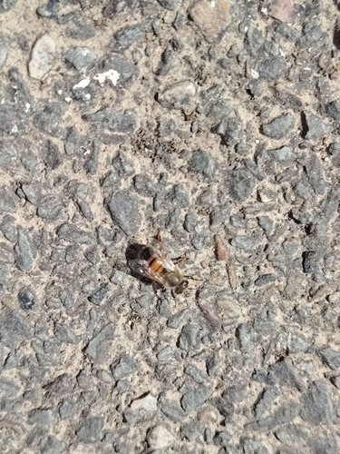 Western Honey Bee