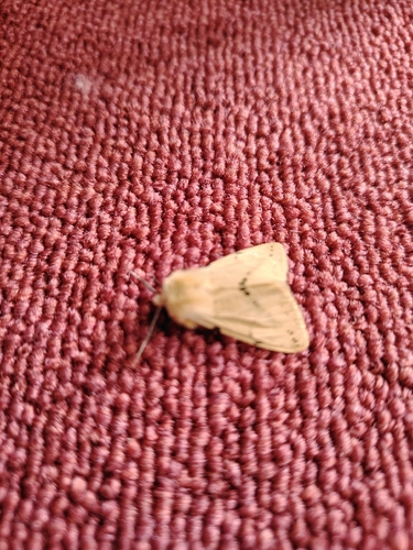 Buff Ermine