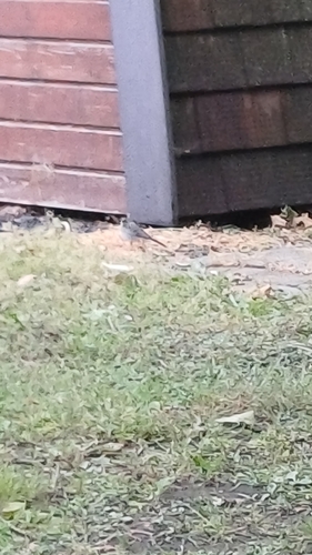 White Wagtail